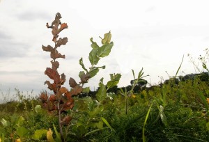 Planta de sobreiro com sinais de secura que rebrotou 